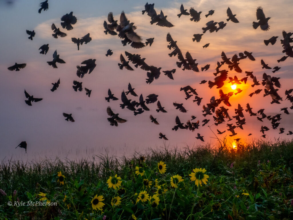 Birds flying over green grass and wildflowers in front of a sunset, taken by Kyle McPherson